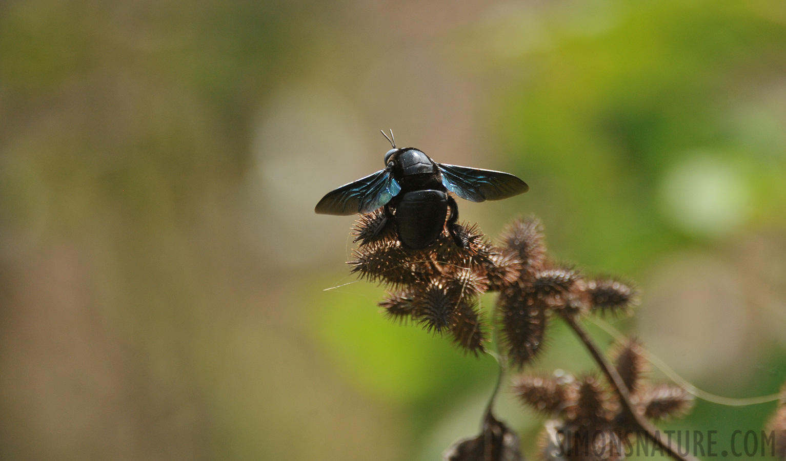 Xylocopa tenuiscapa [550 mm, 1/3200 Sek. bei f / 7.1, ISO 1600]